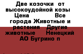 Две козочки  от высокоудойной козы › Цена ­ 20 000 - Все города Животные и растения » Другие животные   . Ненецкий АО,Бугрино п.